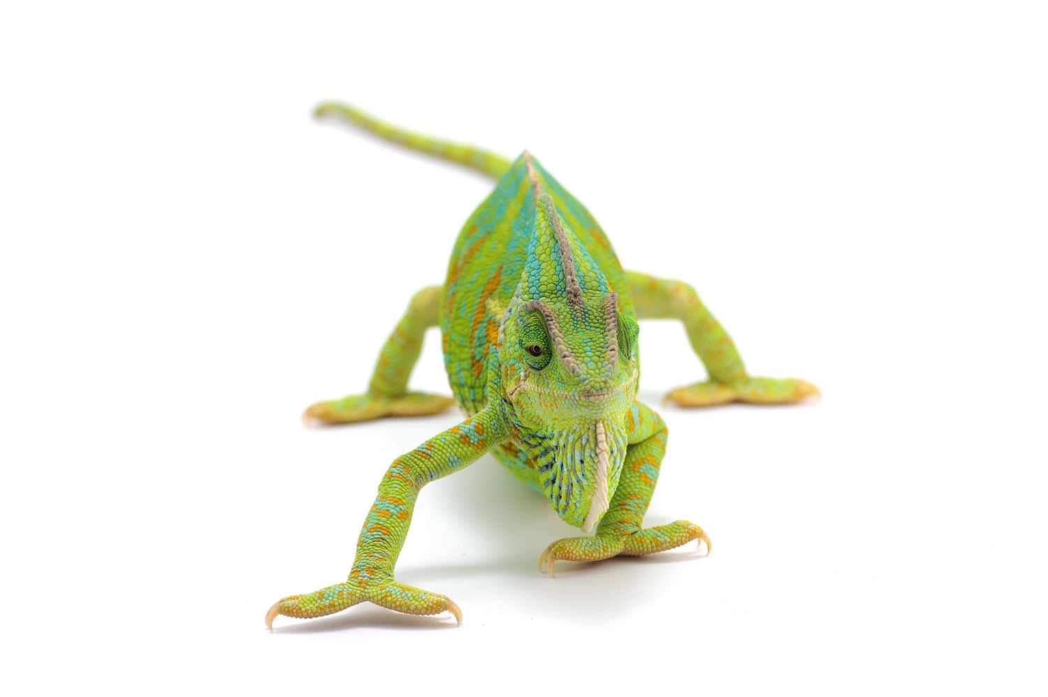 Reptiles
